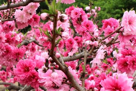 咸池桃花意思|咸池桃花是不是不长久？咸池桃花命理解释